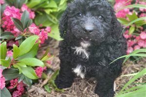 Gwen - Bernedoodle, Mini for sale