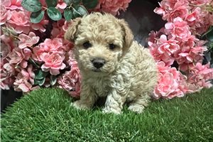 Kourtney - puppy for sale