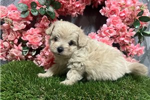 Kiki - puppy for sale