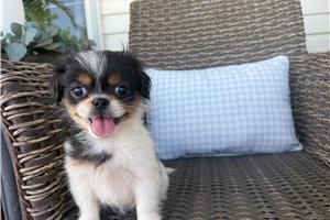 Bella Jo - Peekapoo for sale