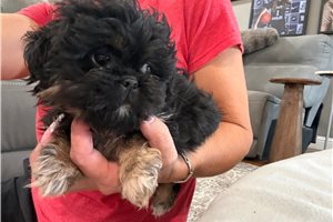 Blair - Peekapoo for sale