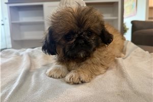 Diedra - Peekapoo for sale