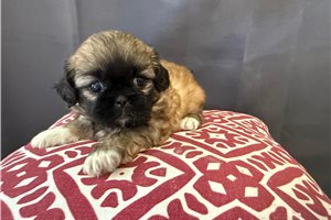 Diedra - Pekingese for sale