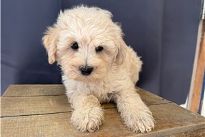 Sam - Shih-Poo - Shihpoo for sale