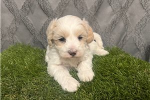Toffee - puppy for sale