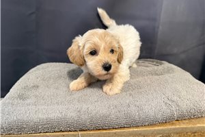 Carter - Shih-Poo - Shihpoo for sale