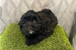Harrison - puppy for sale