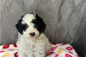 Cosmo - puppy for sale