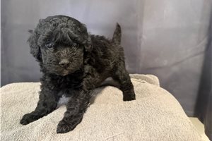 Cora - Shih-Poo - Shihpoo for sale