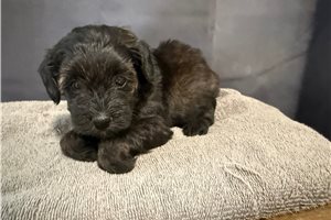 Charlie - Shih-Poo - Shihpoo for sale
