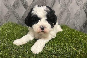 Tyra - puppy for sale