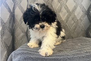 Hudson - puppy for sale