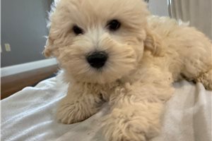 Sam - Shih-Poo - Shihpoo for sale