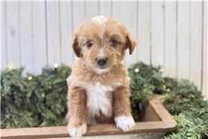 Morgan - Aussiedoodle for sale