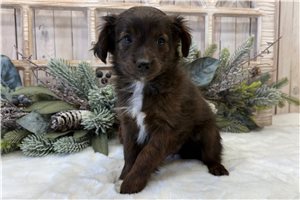 Melvin - Aussiedoodle for sale