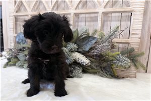 Millie - Aussiedoodle for sale