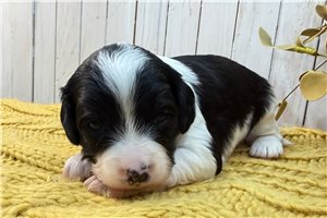 Link - puppy for sale