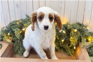 Lawson - Cavapoo for sale