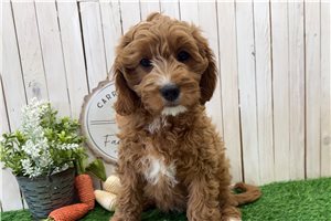 Noelle - puppy for sale