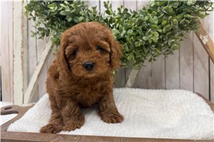 Diego - Cavapoo for sale