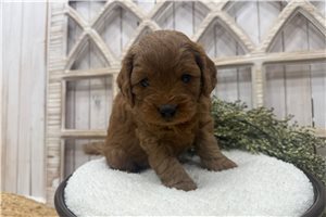 Darren - Cavapoo for sale