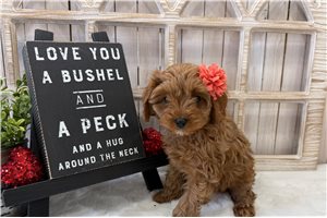 Nutmeg - Cavapoo for sale