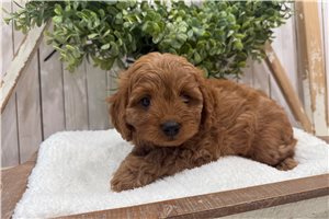 Darren - Cavapoo for sale