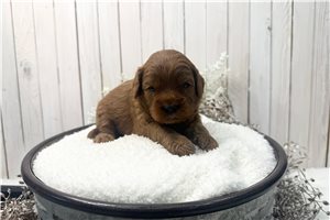 Diego - puppy for sale