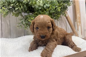 Figaro - Cavapoo for sale