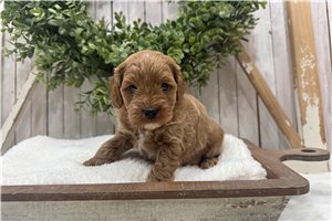 Faust - Cavapoo for sale