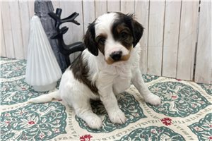 Leonardo - Cavapoo for sale