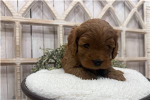 Diego - Cavapoo for sale