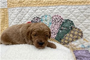 Faust - puppy for sale