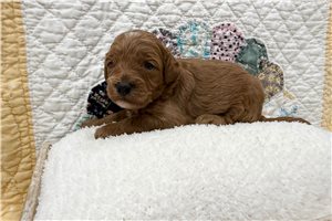 Faith - puppy for sale