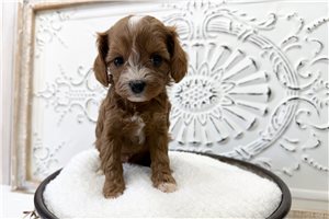 Nadine - puppy for sale