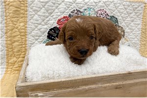Figaro - Cavapoo for sale
