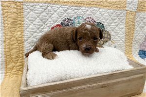 Fatima - puppy for sale