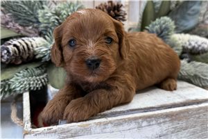 Nora - puppy for sale