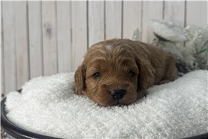Donald - Cavapoo for sale