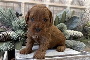 Noah - puppy for sale