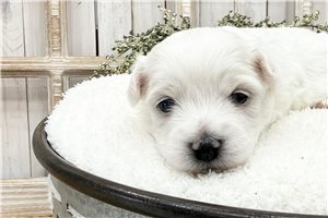 Elijah - Coton De Tulear for sale
