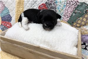 Garrett - Coton De Tulear for sale