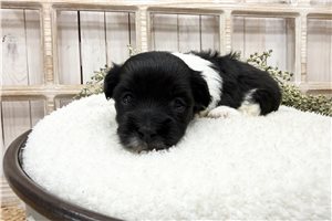 Everett - Coton De Tulear for sale