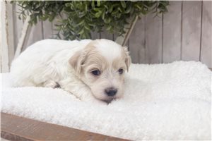 Gregory - Coton De Tulear for sale