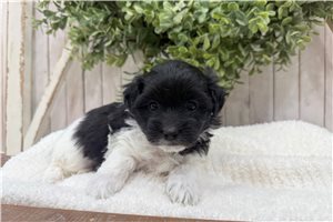 Everett - Coton De Tulear for sale