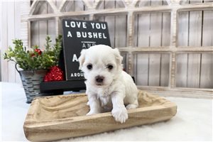 Clementine - puppy for sale