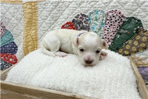Gypsy - Coton De Tulear for sale