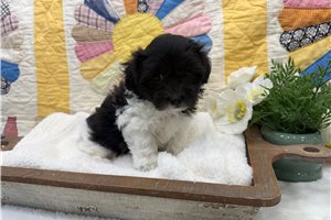 Everett - Coton De Tulear for sale