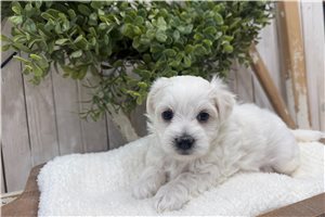 Elijah - Coton De Tulear for sale