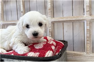 Opal - Coton De Tulear for sale